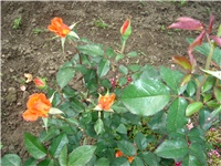 4e105b42-Picture 121.jpg